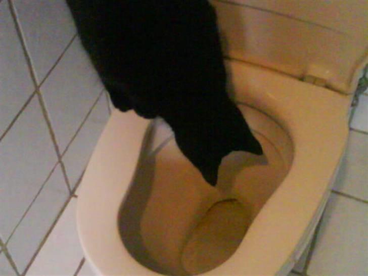 Huskat gustav (Væk!) billede 10