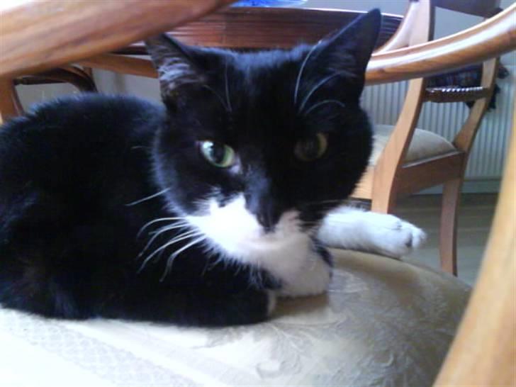 Blanding af racer tove<333 Misser (Død:(  ) billede 1