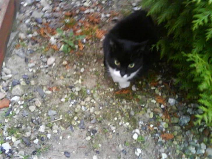 Blanding af racer tove<333 Misser (Død:(  ) billede 2