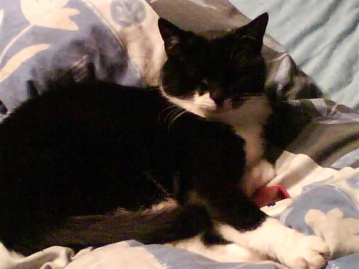 Blanding af racer tove<333 Misser (Død:(  ) billede 3