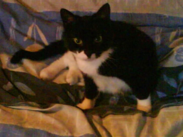 Blanding af racer tove<333 Misser (Død:(  ) billede 4