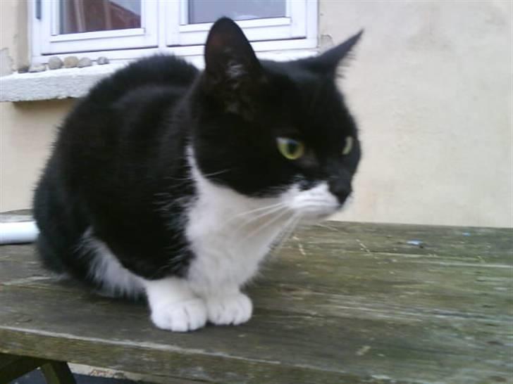 Blanding af racer tove<333 Misser (Død:(  ) billede 5