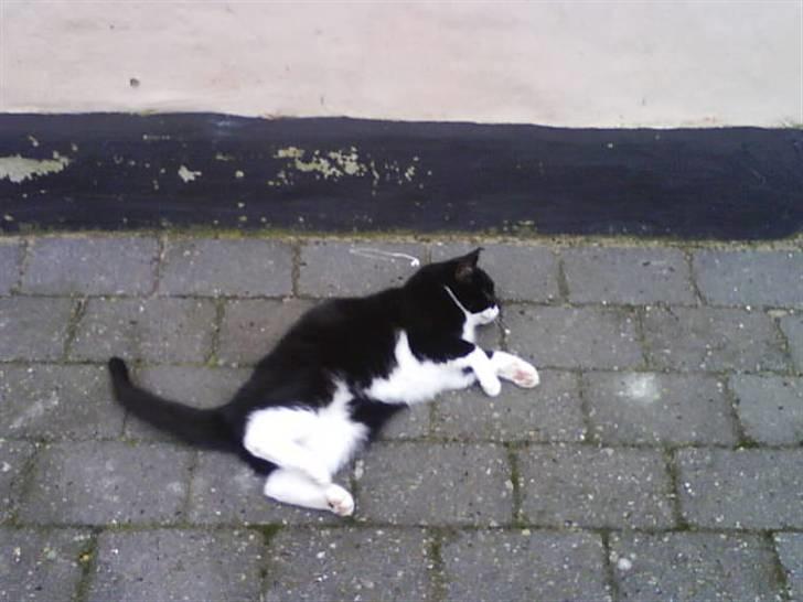 Blanding af racer tove<333 Misser (Død:(  ) billede 6