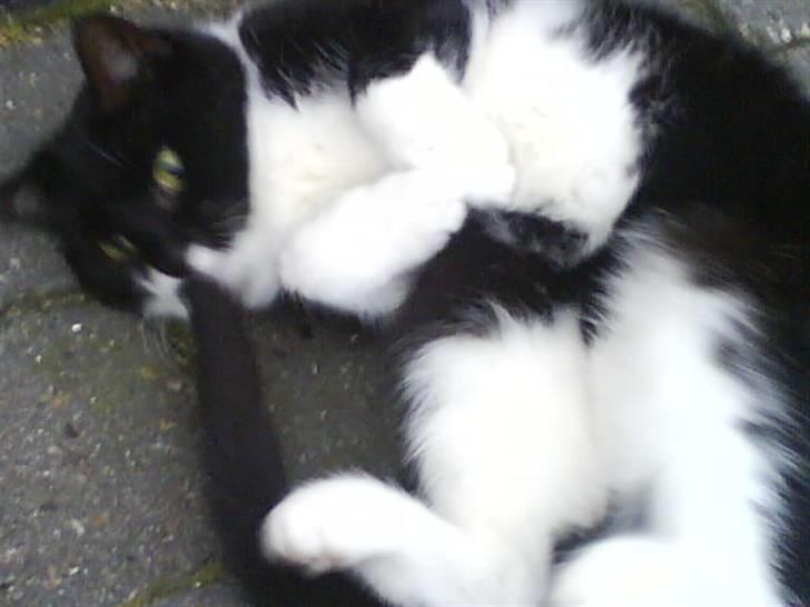 Blanding af racer tove<333 Misser (Død:(  ) billede 7