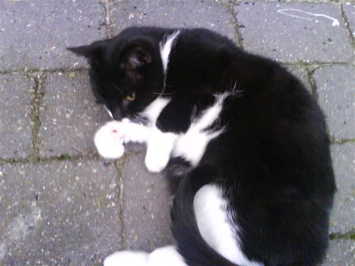 Blanding af racer tove<333 Misser (Død:(  ) billede 8