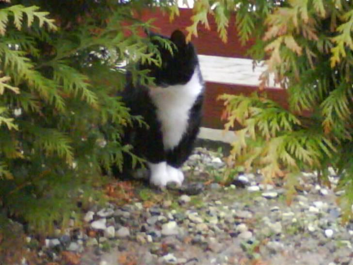 Blanding af racer tove<333 Misser (Død:(  ) billede 9