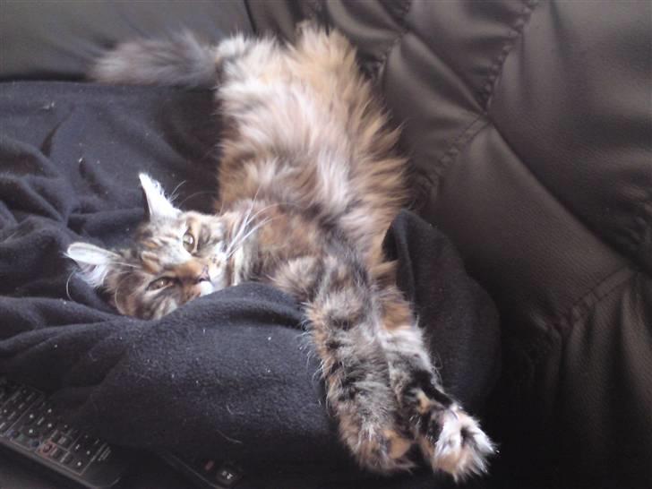 Blanding af racer Misser / Kitty billede 1