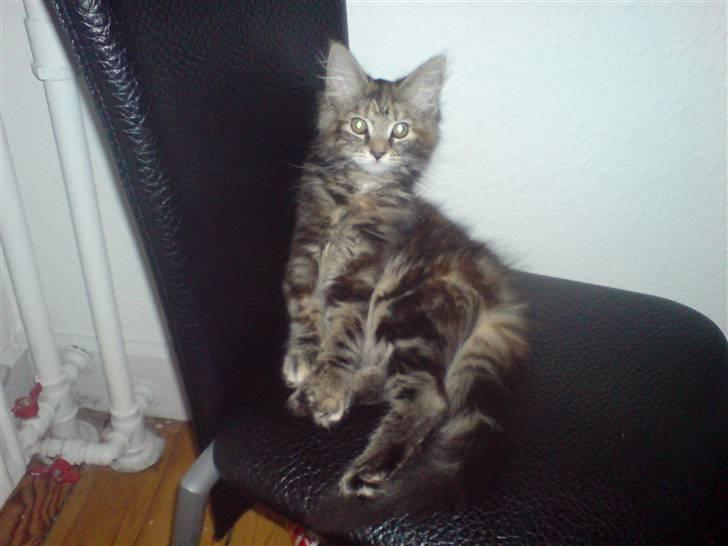 Blanding af racer Misser / Kitty billede 2