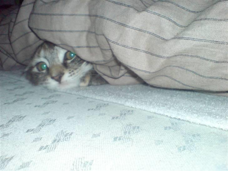 Blanding af racer Misser / Kitty billede 3