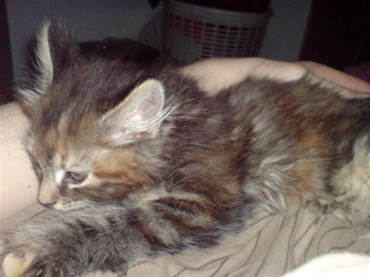 Blanding af racer Misser / Kitty billede 4