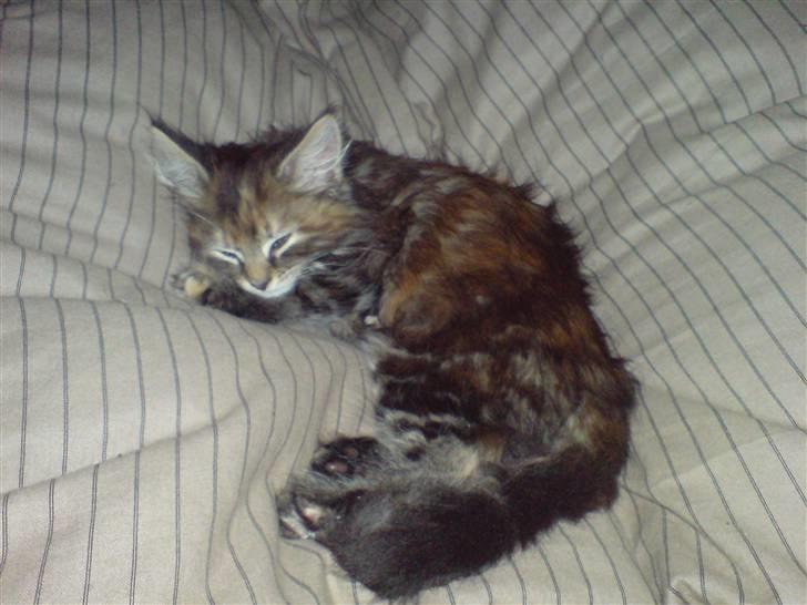 Blanding af racer Misser / Kitty billede 5