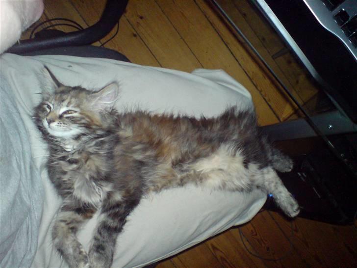 Blanding af racer Misser / Kitty billede 6