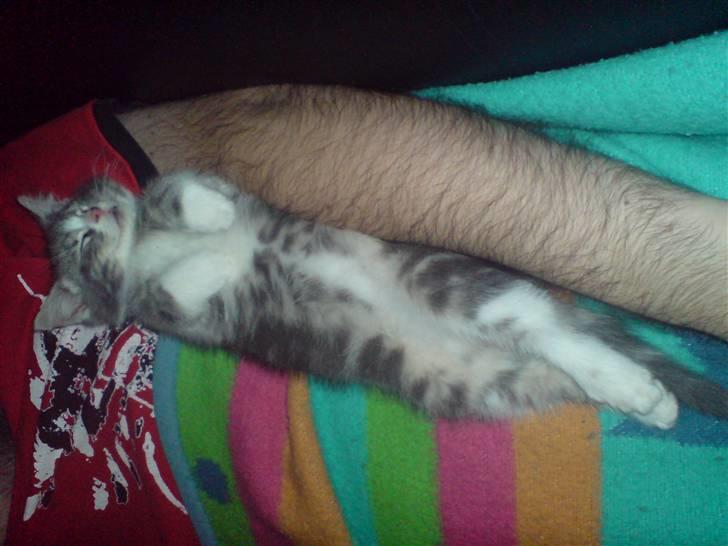 Blanding af racer Mugge billede 7