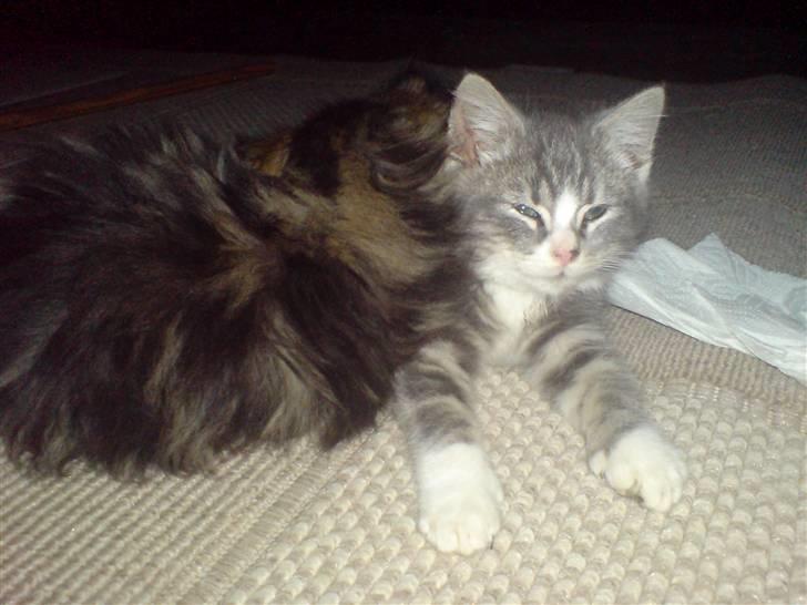 Blanding af racer Mugge billede 8