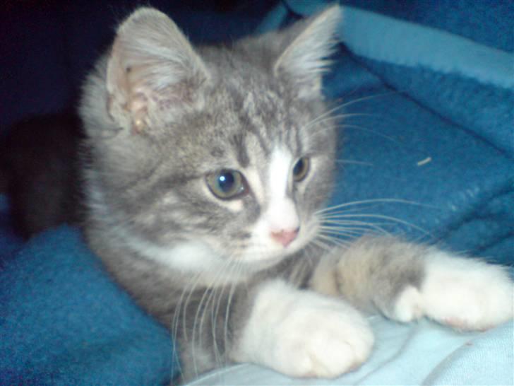 Blanding af racer Mugge billede 9