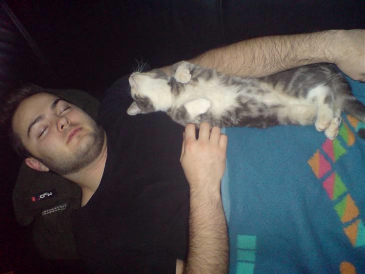 Blanding af racer Mugge billede 10