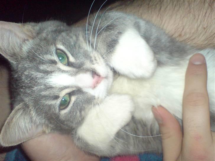 Blanding af racer Mugge billede 11