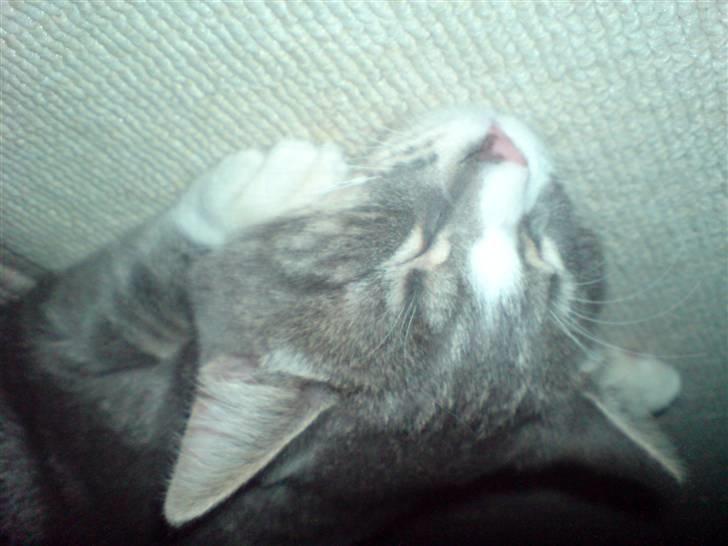 Blanding af racer Mugge billede 12