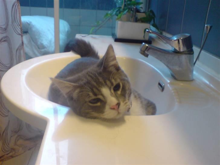 Blanding af racer Mugge billede 13