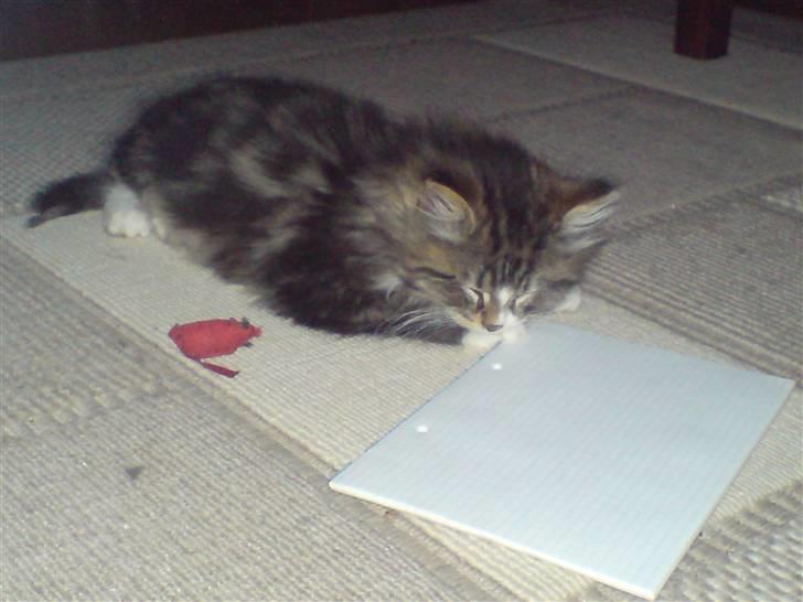 Blanding af racer Mis billede 14