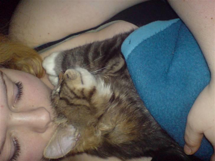 Blanding af racer Mis billede 15