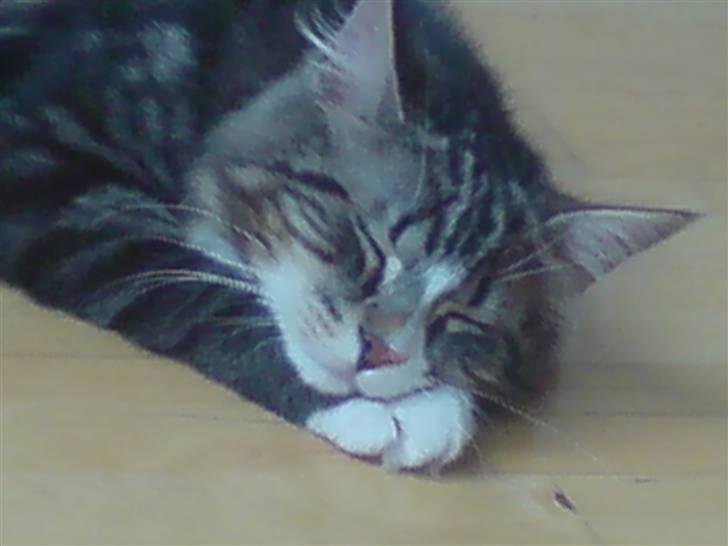 Blanding af racer Mis billede 16