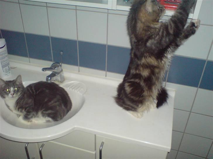 Blanding af racer Mis - Den lille "bjørn" er vej at stjæle en nøgle billede 17