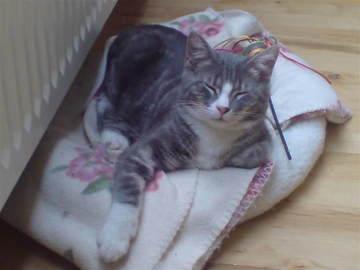 Blanding af racer Mugge billede 14