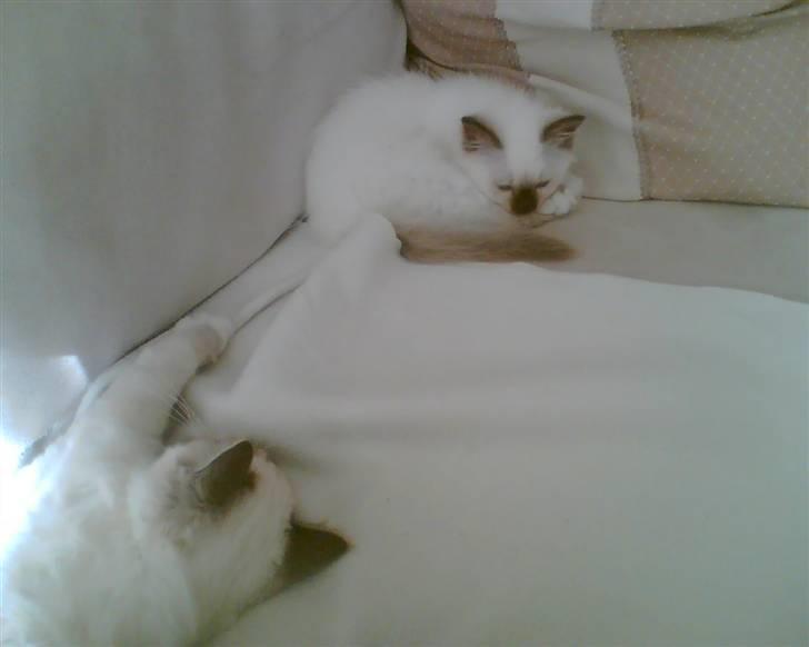 Hellig Birma Silky Sox Prince - Diego i sit nye hjem, hvor Nimbus i den grad så gerne vil i kontakt med ham. Hvor er Diego dog lille.. billede 12