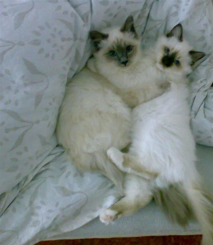 Hellig Birma Suka´s Nimbus Arvic billede 13