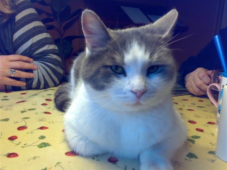 Huskat migo - hvad skal jeg sige.....boller fra kohberg billede 11