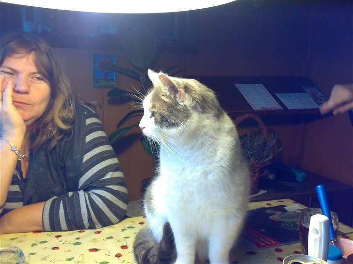 Huskat migo - ren hygge billede 13