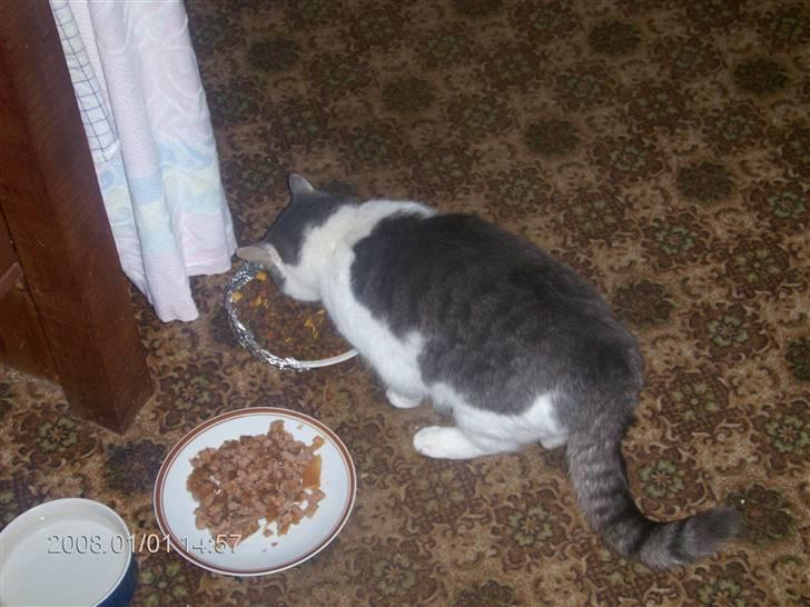 Huskat migo - det bedste jeg ved...maaaaaaaaad....... billede 14