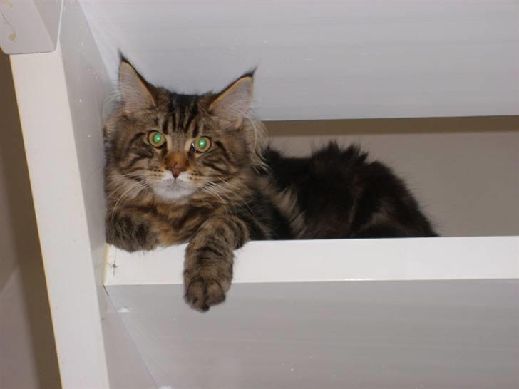 Maine Coon Cosmo  billede 7