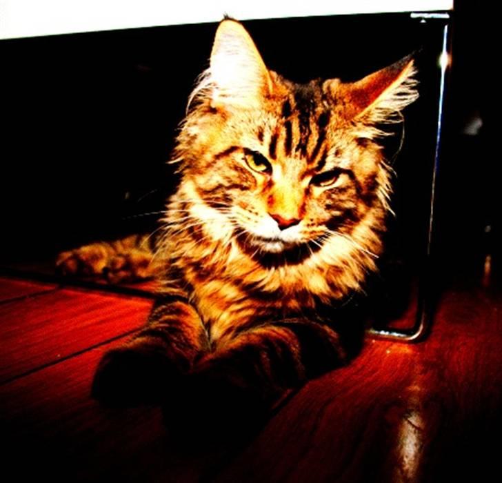 Maine Coon Cosmo  billede 8