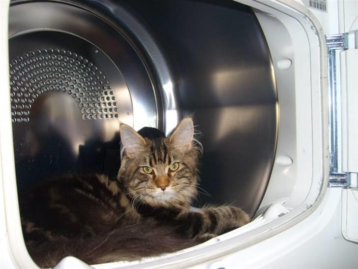 Maine Coon Cosmo  billede 9