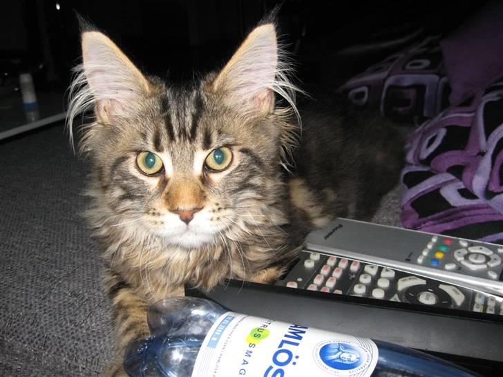 Maine Coon Cosmo  billede 10