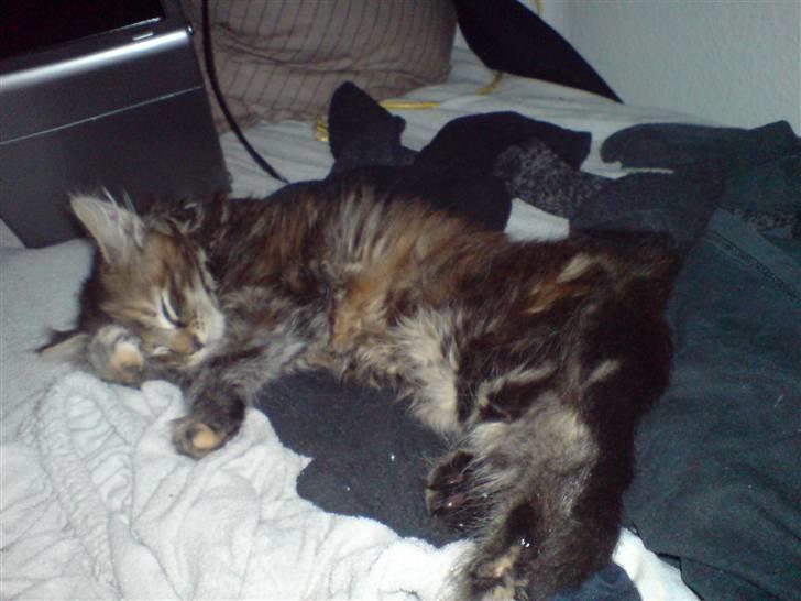 Blanding af racer Misser / Kitty billede 7