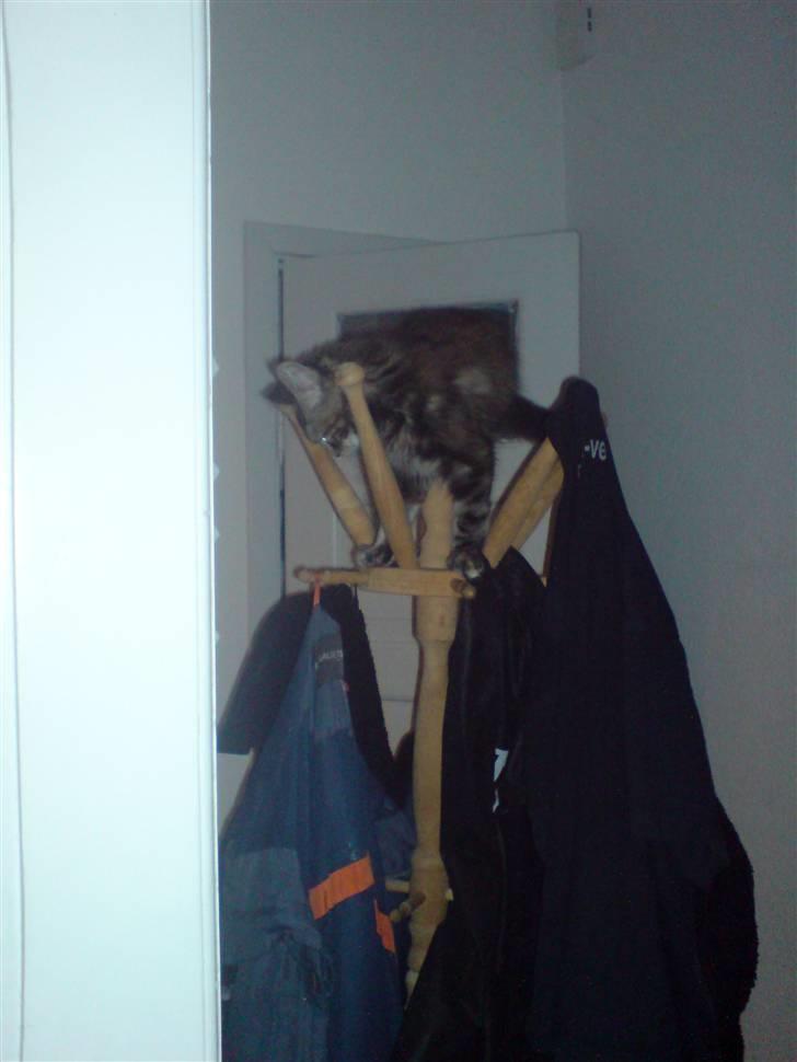 Blanding af racer Misser / Kitty billede 8