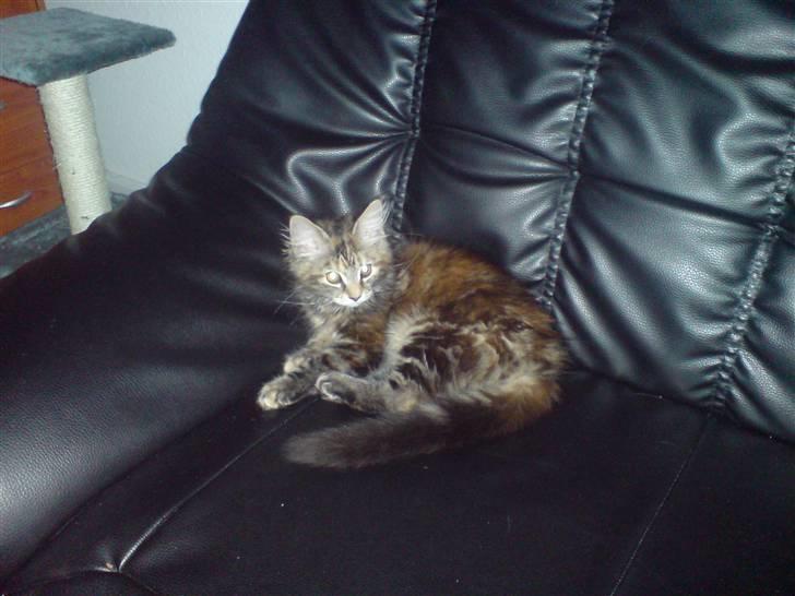 Blanding af racer Misser / Kitty billede 9