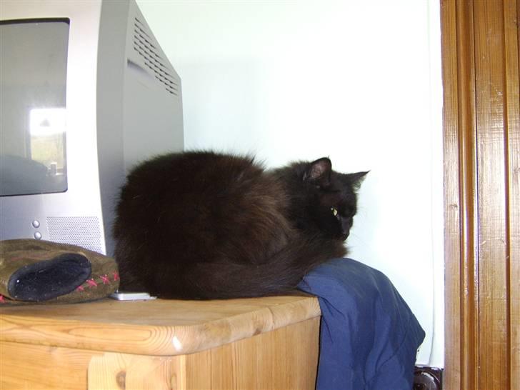 Blanding af racer Sheena billede 1