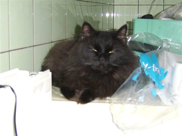 Blanding af racer Sheena billede 2