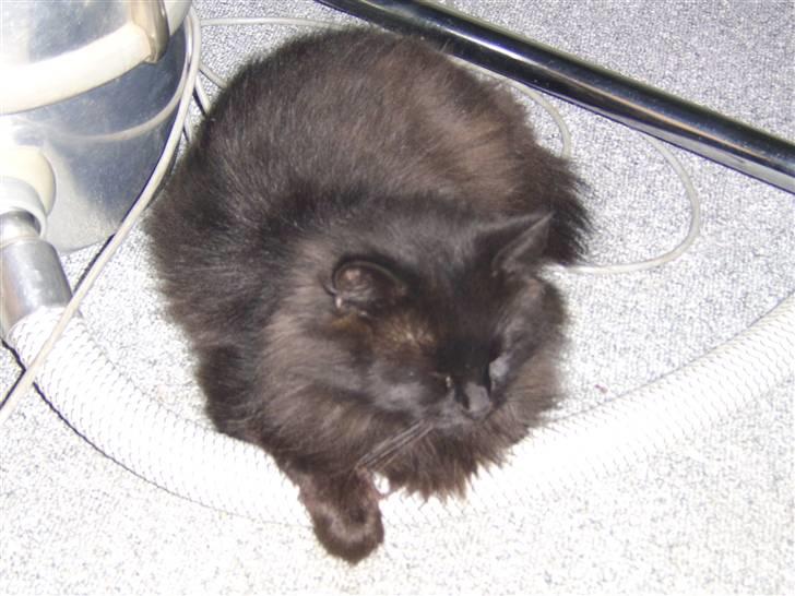 Blanding af racer Sheena billede 3