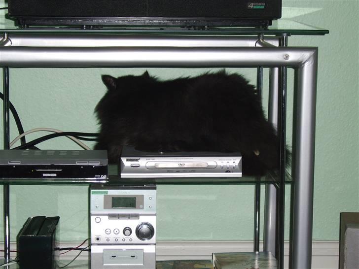 Blanding af racer Sheena billede 4