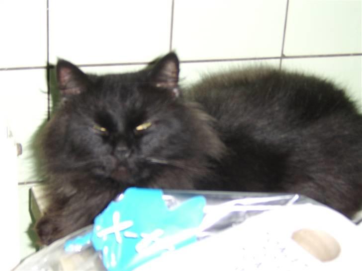 Blanding af racer Sheena billede 5