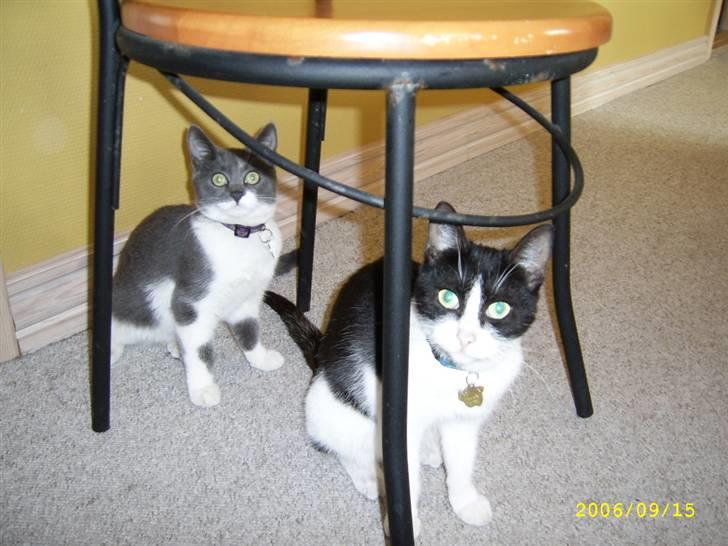 Huskat bølle - mig og min mor billede 9