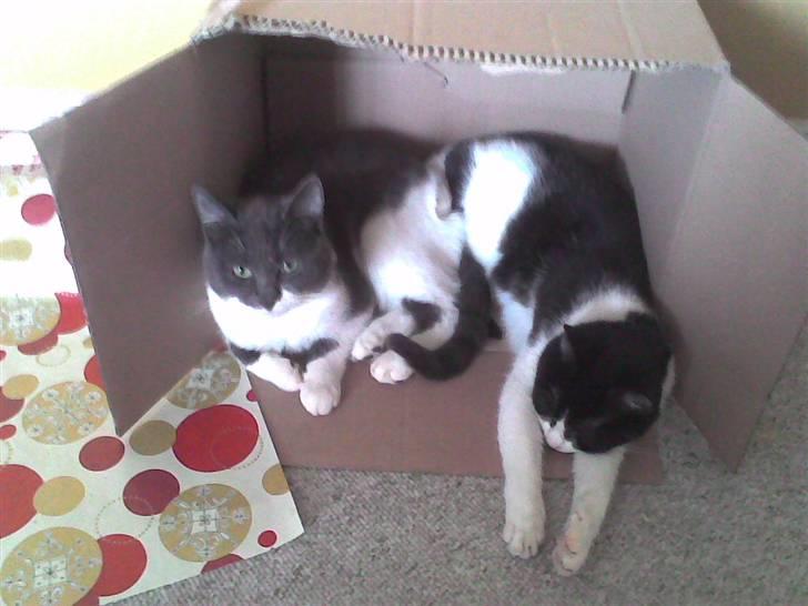 Huskat bølle - uha dejlig papkasse lige plads til to, nemlig mig & min mor billede 10