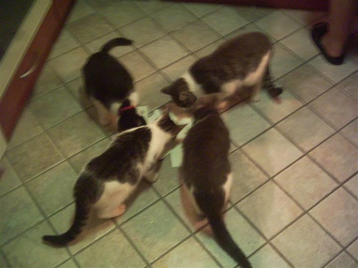 Huskat bølle - her er jeg sammen med min mor & mine to andre søskende som er på besøg hos mig.vi får lige noget at spise:) billede 11