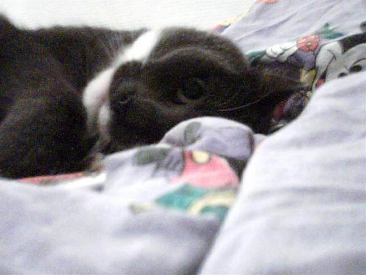 Blanding af racer Signe billede 1