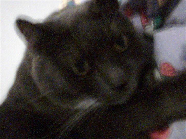 Blanding af racer Signe billede 2